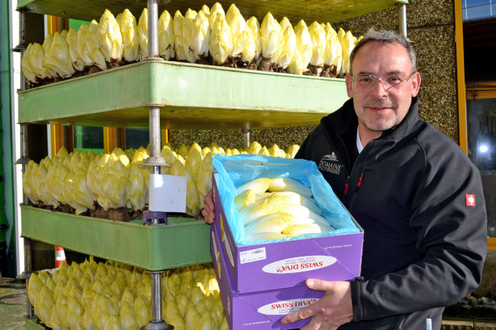 L’endive a une carte à jouer toute l’année