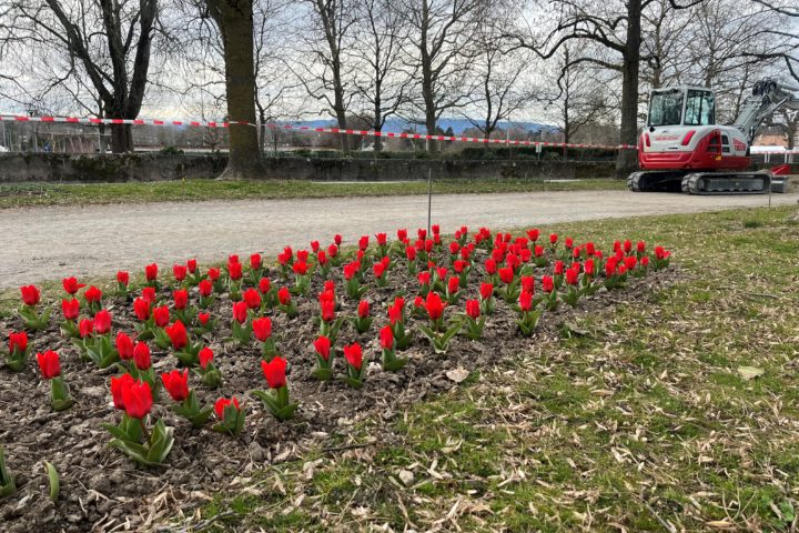 Les tulipes ont survécu au limon