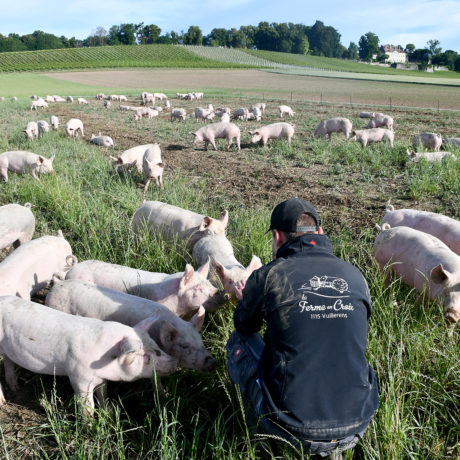 Le marché de niche du porc en plein air a fait ses preuves