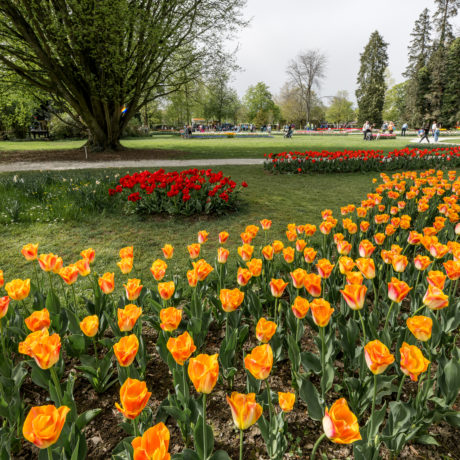 Ça ira mieux demain… Heureusement, il nous reste les fleurs