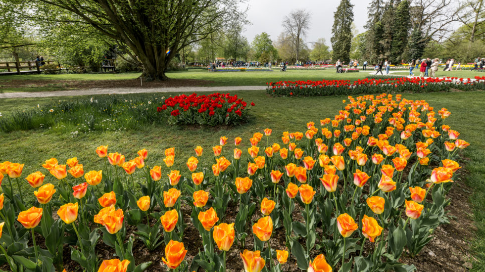Ça ira mieux demain... Heureusement, il nous reste les fleurs