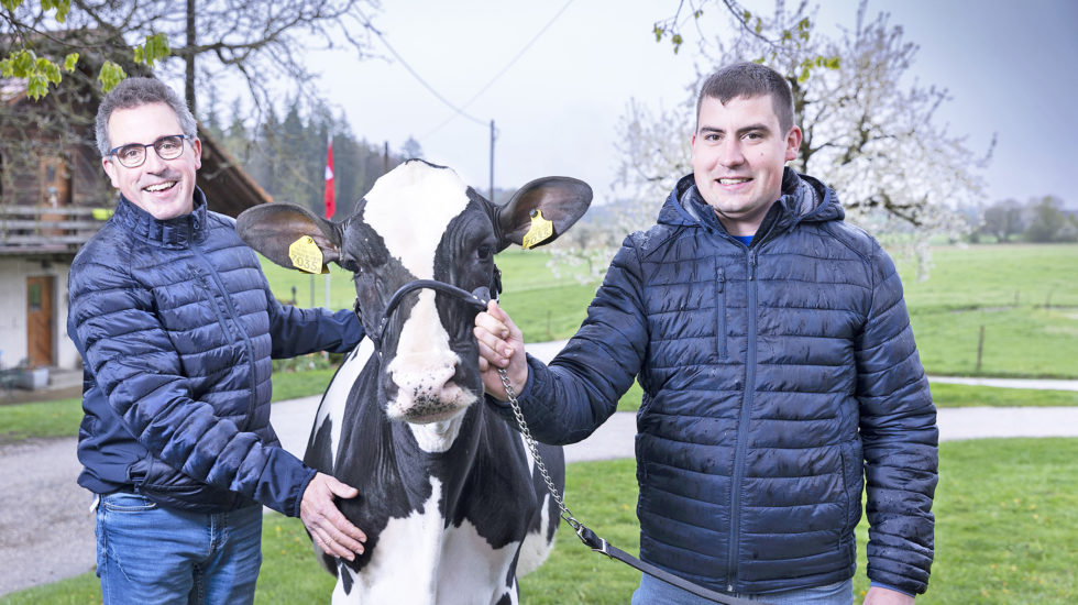 L’art de l’élevage Holstein en famille