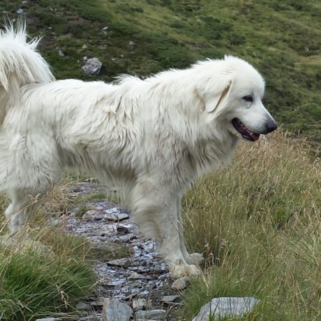 Poussins et chiens en symbiose à la Maison de la Rivière