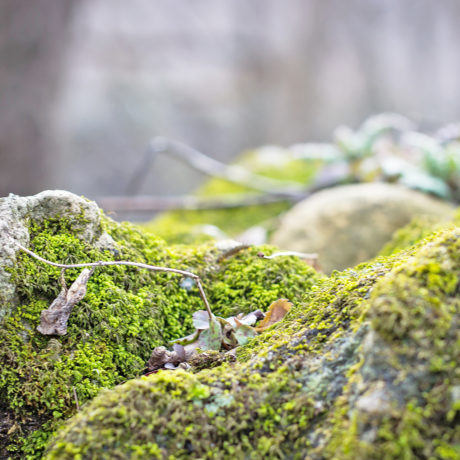 Nature en fête ici et là lors d’un week-end dédié, dans toute la Suisse