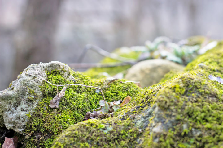 Nature en fête ici et là lors d’un week-end dédié, dans toute la Suisse