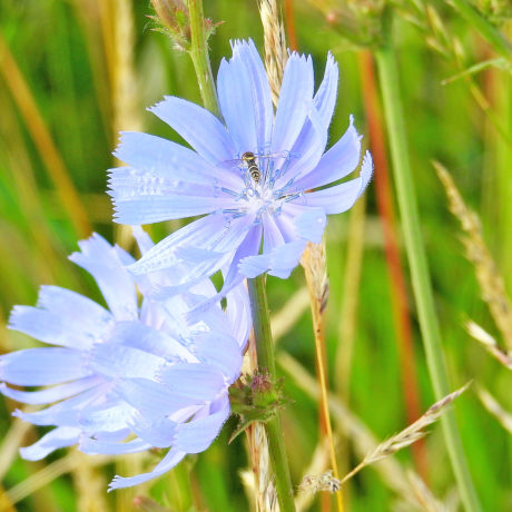 Des plantes offertes pour votre jardin