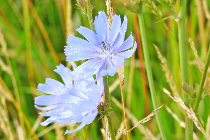 Des plantes offertes pour votre jardin