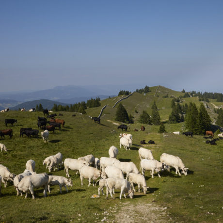 Les communes du district remontées contre le loup