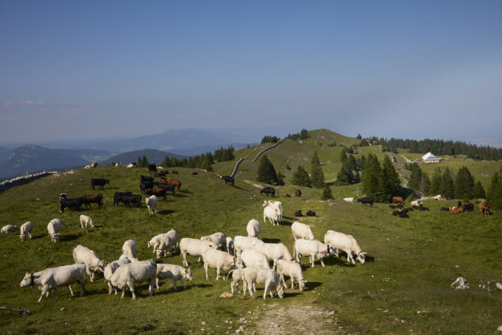 Les communes du district remontées contre le loup