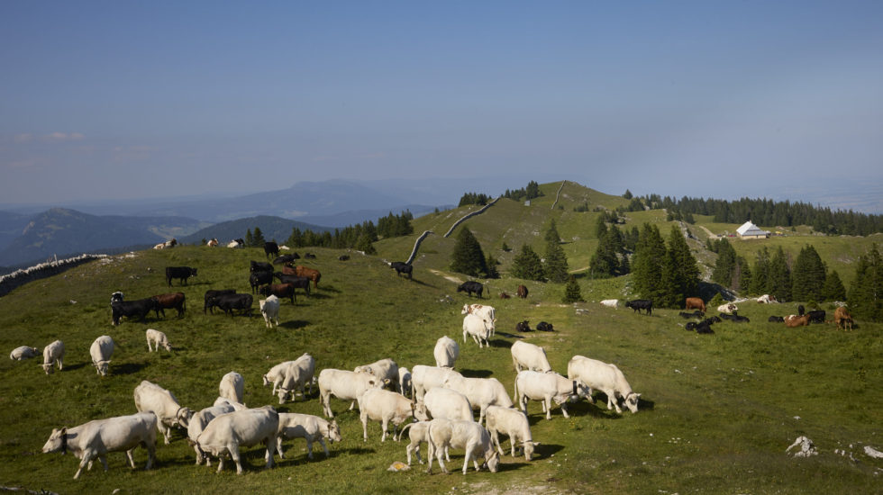 Les communes du district remontées contre le loup