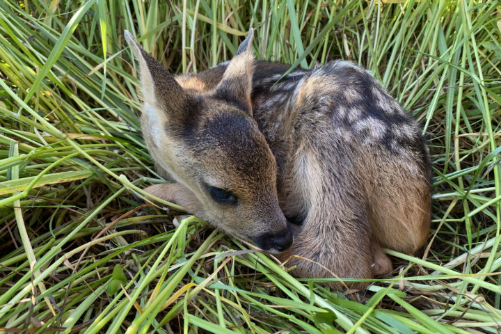 Près de 300 faons sauvés des fauches