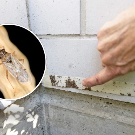 À Etoy, un déferlement de punaises de céréales impressionne les habitants