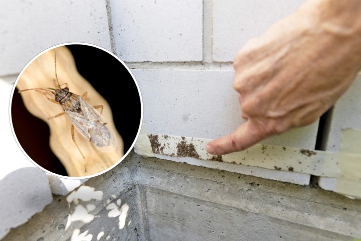 À Etoy, un déferlement de punaises de céréales impressionne les habitants