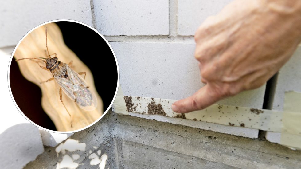 À Etoy, un déferlement de punaises de céréales impressionne les habitants