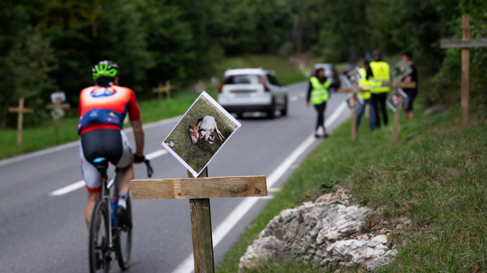Les paysans en action pour protester contre la gestion du loup