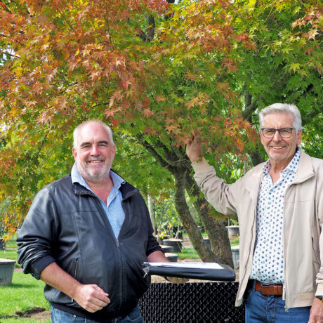 Des arbres pour rafraîchir la ville