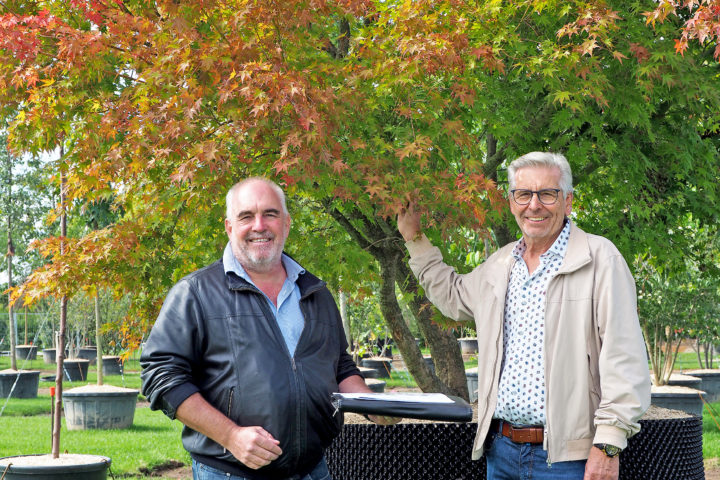 Des arbres pour rafraîchir la ville