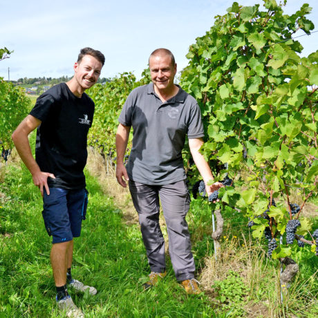Les vendanges démarrent dans un monde viticole en plein doute