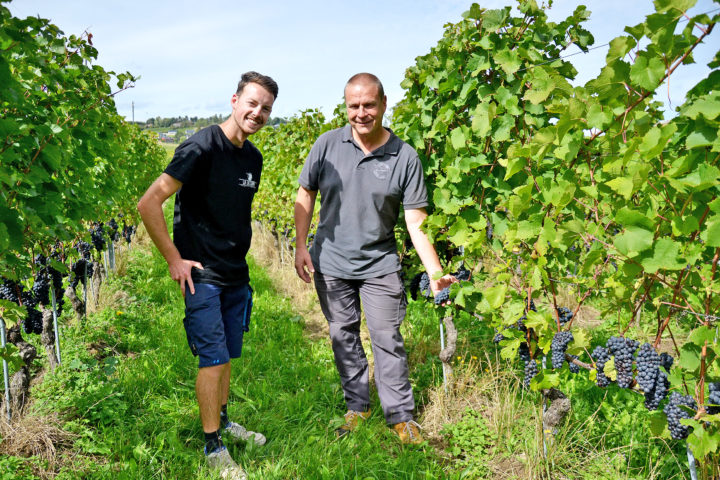 Les vendanges démarrent dans un monde viticole en plein doute