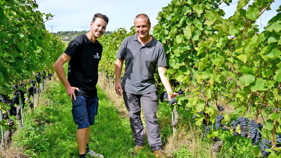 Les vendanges démarrent dans un monde viticole en plein doute