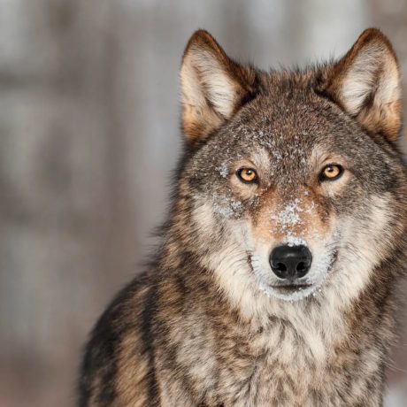 Le Canton autorise la régulation proactive de la meute du Mont Tendre