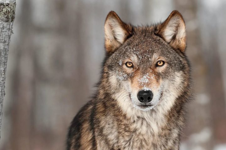 Le Canton autorise la régulation proactive de la meute du Mont Tendre