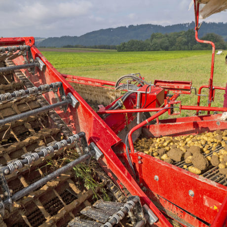 Un sol un peu trop riche en patates