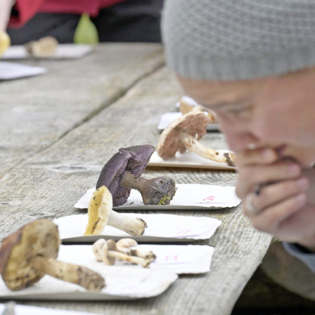 Le manque de contrôleurs de champignons menace la chasse aux spécimens toxiques