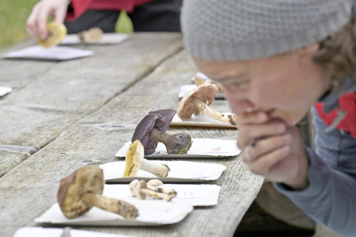 Le manque de contrôleurs de champignons menace la chasse aux spécimens toxiques