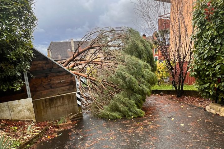 Un arbre déraciné à Bussigny. Photo: DR.