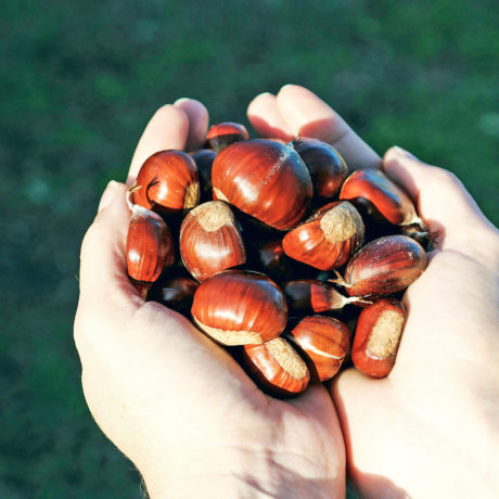 Alternative trouvée pour les marrons à Morges