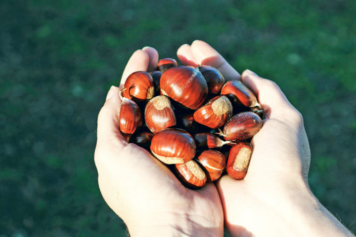 Alternative trouvée pour les marrons à Morges