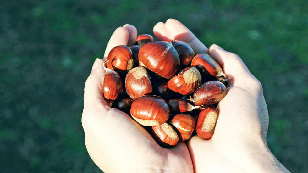 Alternative trouvée pour les marrons à Morges