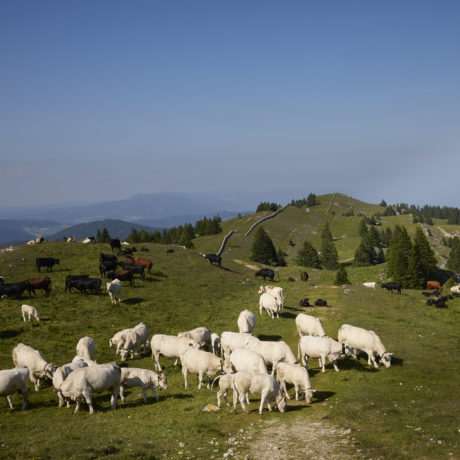 4000 vaches vaudoises interdites d&rsquo;estivage en France