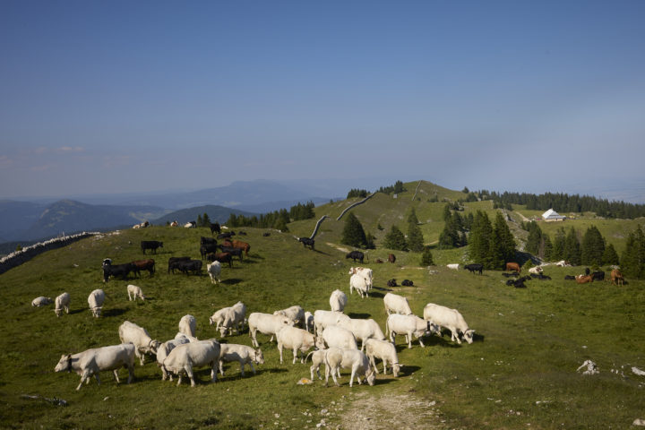4000 vaches vaudoises interdites d&rsquo;estivage en France