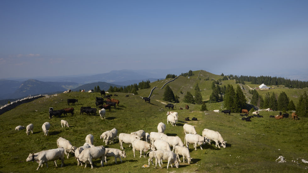 4000 vaches vaudoises interdites d'estivage en France