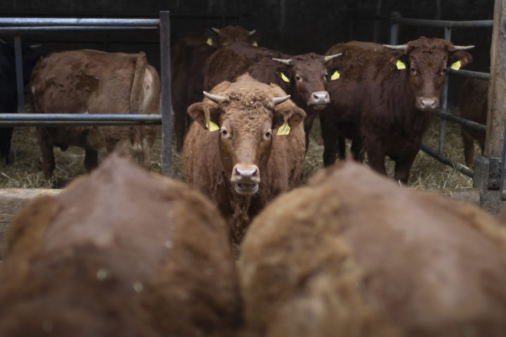 Union sacrée pour lutter contre la dermatose nodulaire