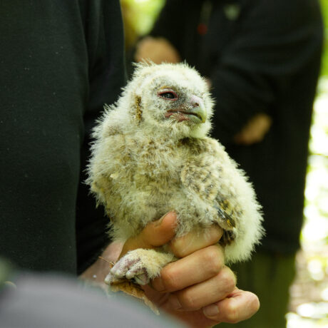 Leur mission: protéger les bébés chouettes