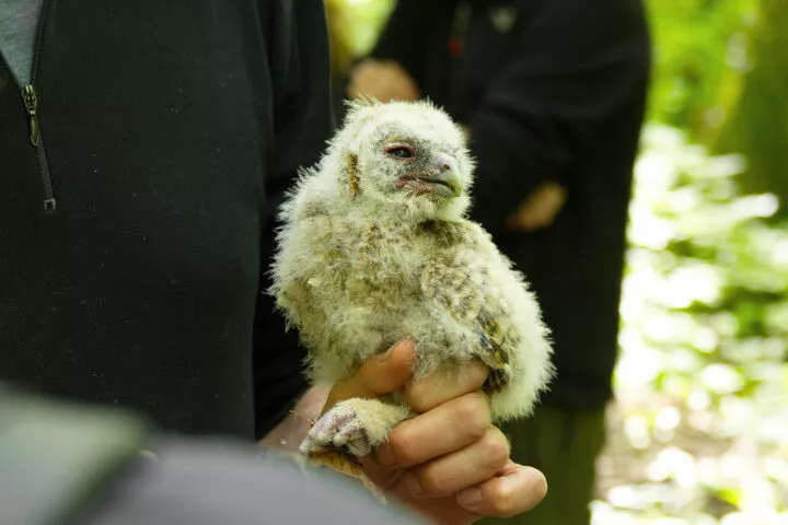 Leur mission: protéger les bébés chouettes