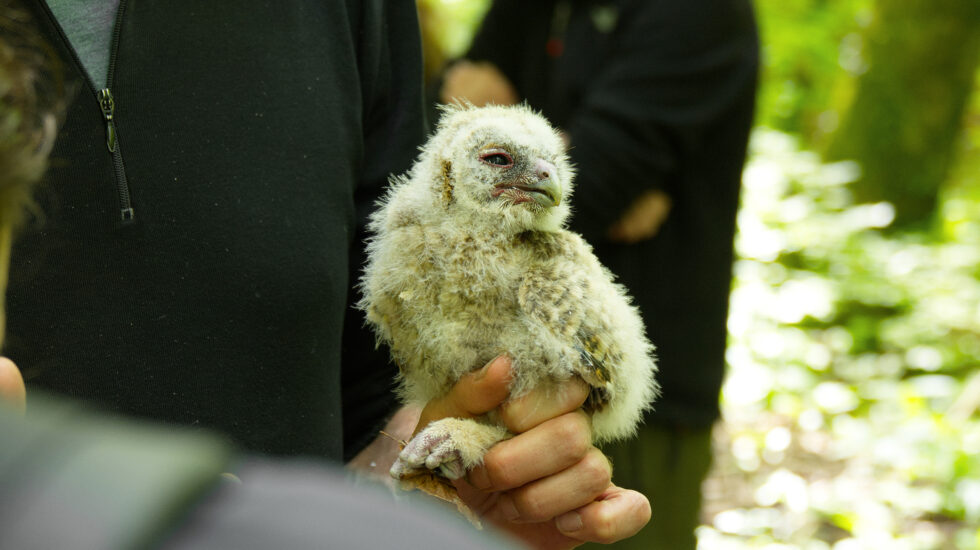 Leur mission: protéger les bébés chouettes
