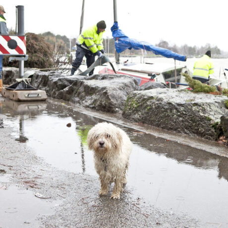 Le chiens morgiens génèrent 68 tonnes de déchets!