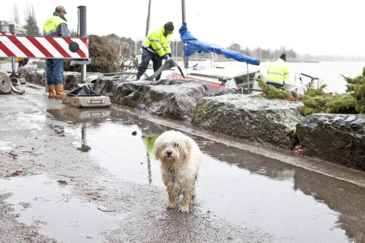 Le chiens morgiens génèrent 68 tonnes de déchets!