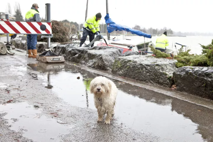 Le chiens morgiens génèrent 68 tonnes de déchets!