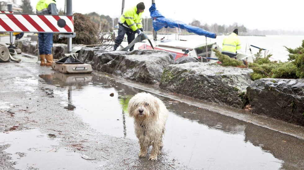 Le chiens morgiens génèrent 68 tonnes de déchets!