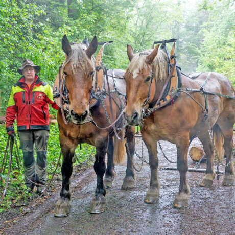 Quand la forêt mise sur le bon cheval