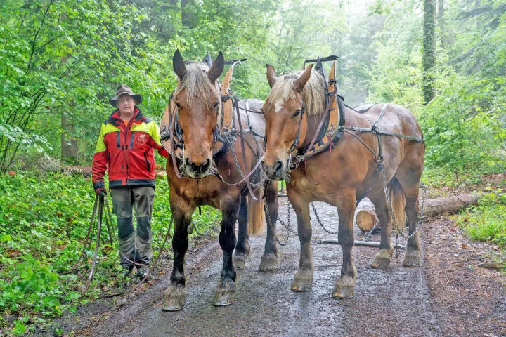 Quand la forêt mise sur le bon cheval