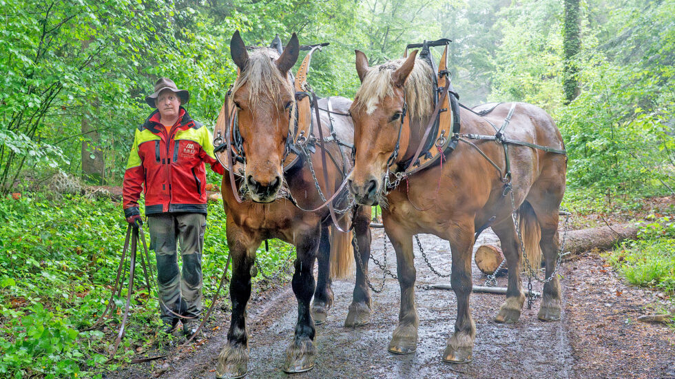 Quand la forêt mise sur le bon cheval