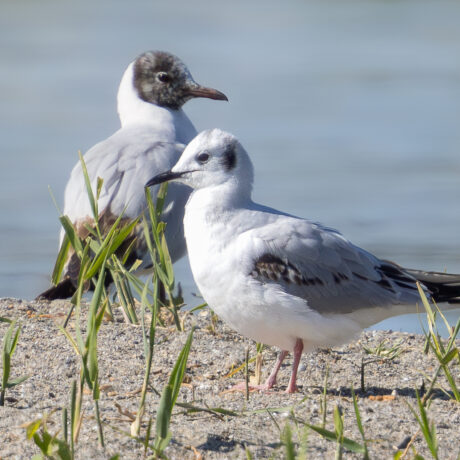 Une mouette américaine se pose pour la première fois en Suisse… et à Préverenges!