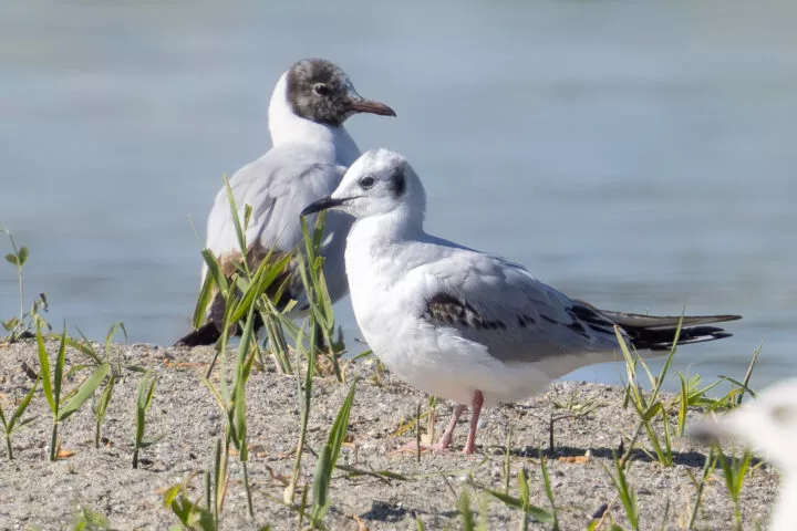 Une mouette américaine se pose pour la première fois en Suisse… et à Préverenges!