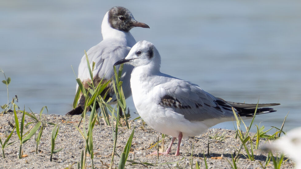Une mouette américaine se pose pour la première fois en Suisse... et à Préverenges!